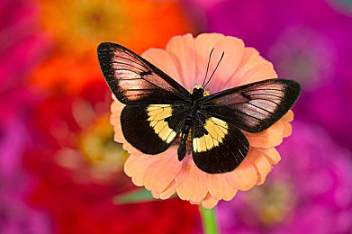 亚洲综合区：《极限竞速：地平线5》玩家共创东方主题赛道，全新文化资产库提升沉浸感