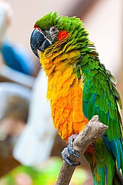 一本色道综合：极速画卷，墨西哥轮印间的光影巡礼-3