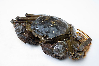 男人下面插女人下面的APP：双人协同驾驶新纪元，极致默契征服赛道-4