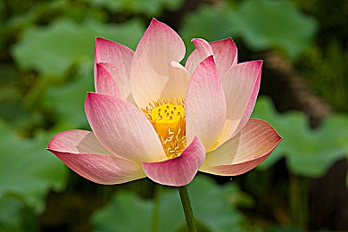 骚逼软件：街头改装狂潮，用幻想部件打造你的终极狂野座驾-4