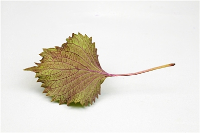 男同志与宠物ZOZO：霓虹公路上的钢铁羁绊，人与机械的信任之旅-4