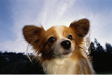 乱伦黄网：家族恩怨与资源博弈交织，深度解析《血脉狂飙：家族赛道》全新攻略与系统-4