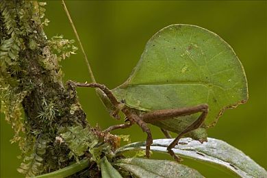 黄色软件大全下载OPPO：霓虹光影中的极速传说，未来都市竞速新篇章-4