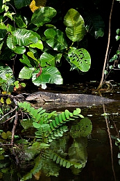 张婉莹暑期作业在线观看：虚拟驾驶课堂，在墨西哥赛道完成你的暑期汽车报告-3