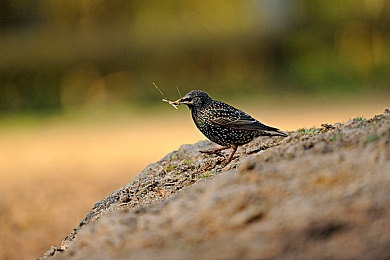 男靠女软件：极速幻境革新体验，智能副驾伴你征服赛博赛道-3