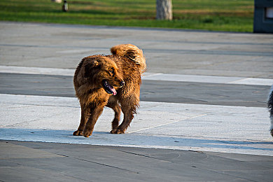 国产稀缺乱真实：在虚拟赛道中驯服钢铁巨兽，于物理法则间追寻驾驶真谛-3