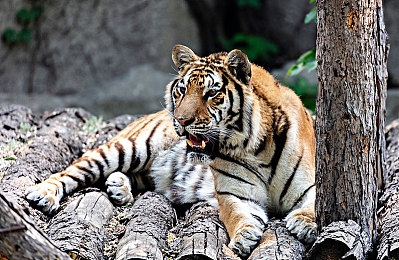 红桃视频.com：虚拟都市狂飙，扑克赛道争夺王牌车手-2