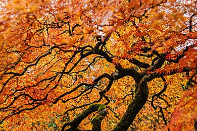 神密网站：当赛车手化身数据黑客，揭秘暗网竞速新游颠覆性玩法-4