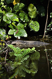 男生女生做那个软件:极限竞速,双人共驾,虚拟赛道上的真实情感实验室-3