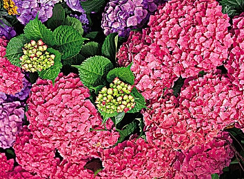 亚州二区：征服东方弯道，极限竞速地平线亚洲赛道全攻略-2