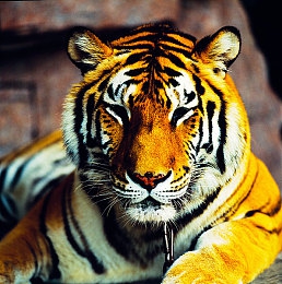 夫妻三p视频:竞速新作三重协奏曲上线,三人协作共谱赛道交响-4