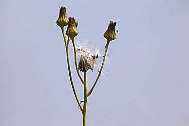 教师としで纯爱三上悠亚：日式校园恋爱模拟新作，体验深刻纯爱故事与多分支剧情-2