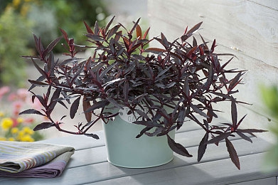 自由场景汇编自由性别包括哪些内容：极限竞速地平线新版本上线，自定义驾驶风格与开放世界深度融合