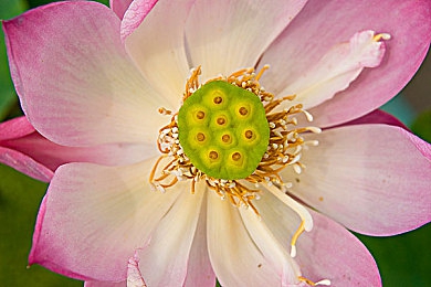 14岁张婉莹暑假作业：墨西哥狂飙之旅，在极限竞速中完成你的地理文化课-3