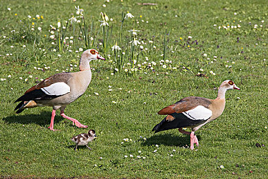 男生把坤坤放在女生坤坤里：双核共鸣，极速共舞，协作超越极限之旅-3