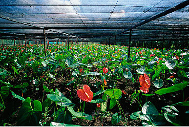 黄色vivo3.0.3：极速狂飙新版本上线，限量涂装与性能优化引爆玩家热潮-5