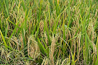 男生和女生一起插插插:双人协同改装新游上线,竞速改造师今日开启公测-5