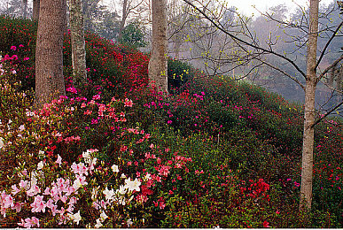 另类残忍bdsmGay调教男奴：极致性能的掌控，赛道艺术的精密调教之旅-3