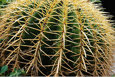 一区二无：征服墨西哥弯道，零失误驾驶的终极艺术-3