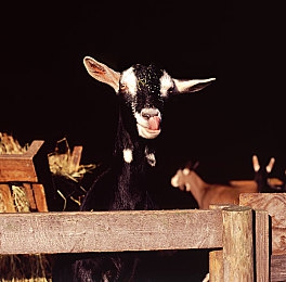 蝌蚪窝让人释放：冲破训练场牢笼，独立赛车新作《极速蝌蚪》带来颠覆性驾驶成长体验-4