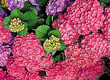 三色黄是哪三色：经典赛车涂装揭秘，地平线玩家必看攻略与深度解析-5