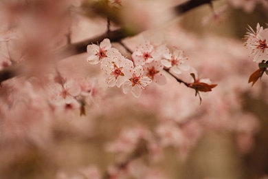 乡村乱伦东北：返乡青年深陷家族谜团，东北乡村生存冒险新作引发道德抉择热议-2