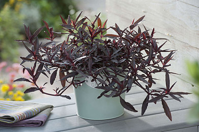 体育生白袜出精Gay：极速狂飙学院对决，校园赛道竞速新标杆，弯道技巧全解析-5