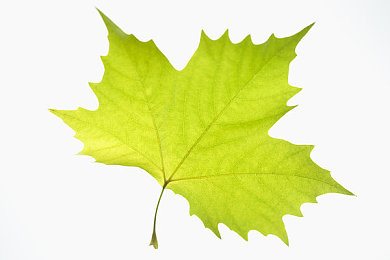 和猪做爱:乡村生活模拟器隐藏玩法揭秘,与动物建立深厚羁绊解锁稀有奖励-5