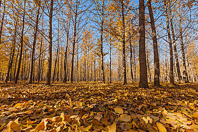 黄色软件APP下载3.0.3免费大全装扮2019:机械美学实验室,打造你的专属流动艺术品-3