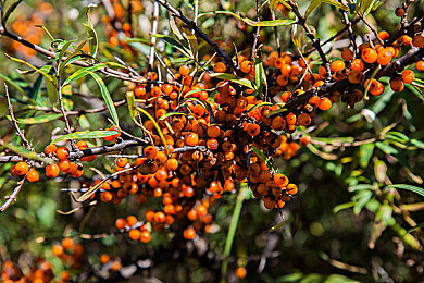 国产成人综合Av：中国赛车新游发布，真实改装与都市竞速点燃驾驶激情-4