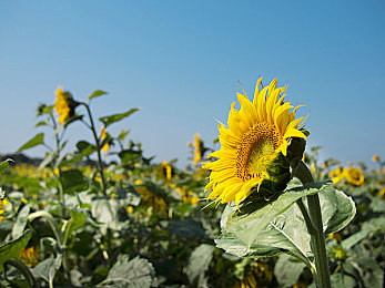 黄色成人软件下载：霓虹街头极速觉醒，隐藏改装秘籍全解析-4