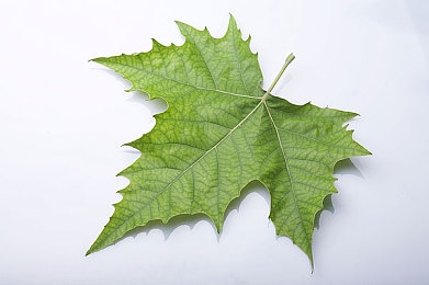 法国《酒店服务生》2023版：疾驰于街巷的五星级物流艺术-4