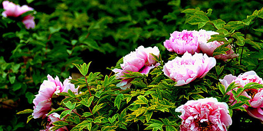 黄色软件大全oppo版：极速狂飙，移动竞速盛宴在OPPO设备上震撼开启-2