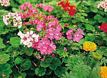 世界上不安的的人记录片：在墨西哥的黄昏中，与自己的心跳竞速-4