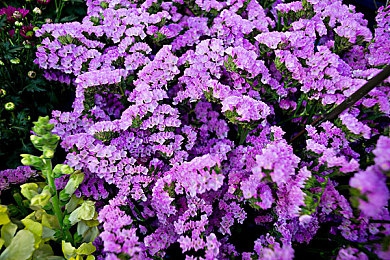 陈冠希阿娇视频：霓虹城竞速新纪元，守护虚拟偶像的数据风暴对决-1