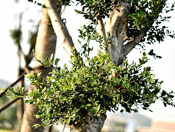 黄色www:复古赛车新作全球上线,硬核像素竞速引爆玩家挑战热潮-1