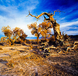 久草福利：驰骋墨西哥绝景，畅享五百豪车盛宴的竞速新纪元-3