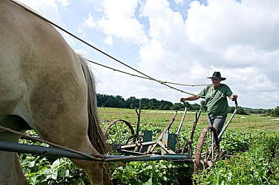 一小孩和妈妈一起摘萝卜：田园驾驶新体验，亲子协作共度温馨农场时光-4