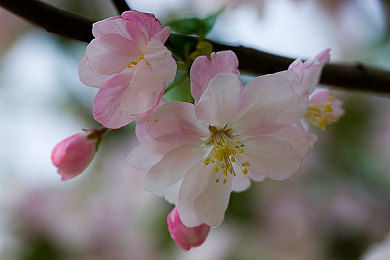 黄色APP下载华为：极速都市挑战攻略，驾驭闪电黄蜂征服蜿蜒数据赛道-2