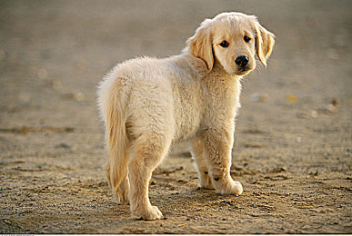 火影忍者变态：疾风传究极风暴系列新作评测，动漫格斗的巅峰之作今日解析-4