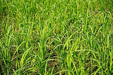 虐睾奴榨精连喷六次：挑战极限操控，征服连续弯道的地狱级赛道-2