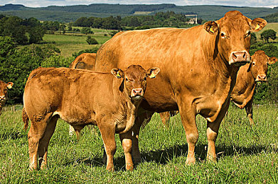 wwwww黄色：警灯闪烁间的极速博弈，黄昏海岸线上的追逃艺术-3