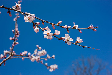 按摩被按到高潮:驶向心灵宁静,在方向盘上体验极致感官疗愈之旅-4