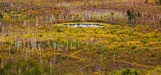 黄色软件OPOP:暗网竞速,非法改装的边缘策略游戏-3