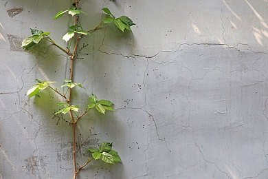 八重神子和丘丘人繁衍后代的视频艺文笔记:玩家二创文化探讨与角色实战攻略深度解析-3