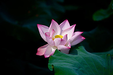 污网站入口：墨西哥狂野之路，极限赛道尘埃中的驾驶革命-2