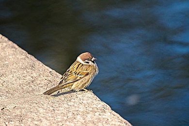 男生和女生一起做坤坤：双人竞速新作今日上线，协同收集能量球引爆赛道默契风暴-5