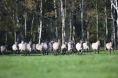 免费ps直播软件有哪些:《GT赛车7》线上对决直播指南,专业设置与进阶技巧全解析-2