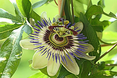 18岁以下禁看软件：极限狂飙，真实驾驶模拟与成人内容深度解析-3