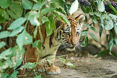 亚洲一区导航：东方赛道全解析，征服地平线最新竞速挑战-3